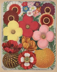 Seite aus dem Blumenkatalog